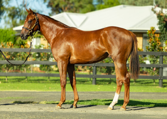 Lot 191: Capitalist / Grand Gesture