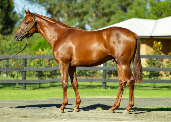 Lot 256: Written By / Kyria