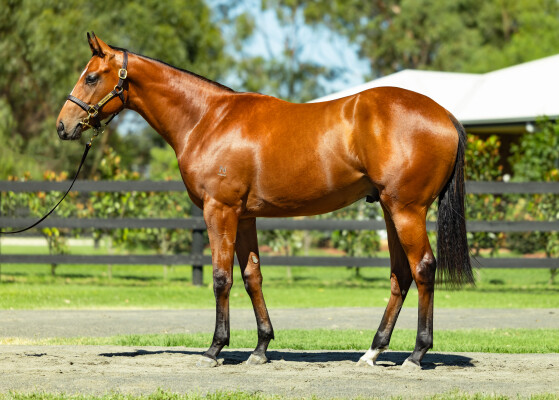 Lot 377: Wild Ruler / Pearl Congenial