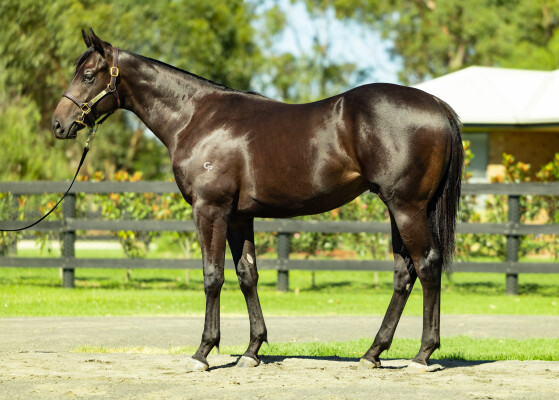 Lot 391: Bivouac / Promenades