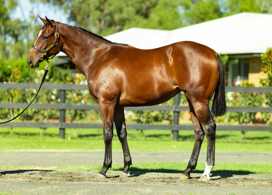 Lot 427: Toronado (IRE) / Salamati (GER)