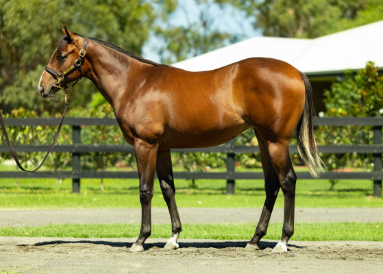 Lot 437: Farnan / Satinka (NZ)