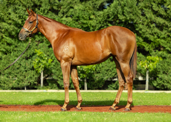 Lot 594: Fierce Impact (JPN) / Bright Heart