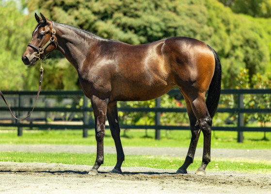 Lot 696: Hanseatic / Moet Rose