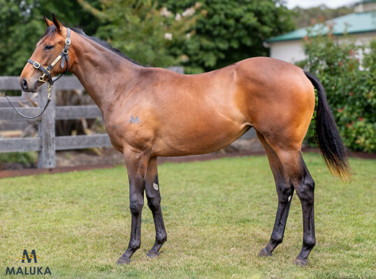 Lot 90: Alabama Express / Calmante