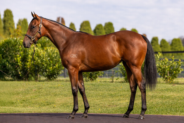 Lot 92: Wild Ruler / Cappadocia