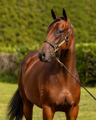 Lot 92: Wild Ruler / Cappadocia