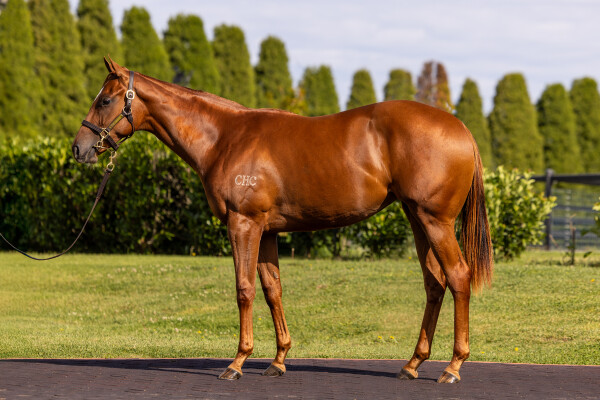 Lot 117: New Bay (GB) / Crisolles (FR)