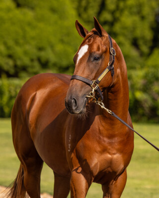 Lot 117: New Bay (GB) / Crisolles (FR)