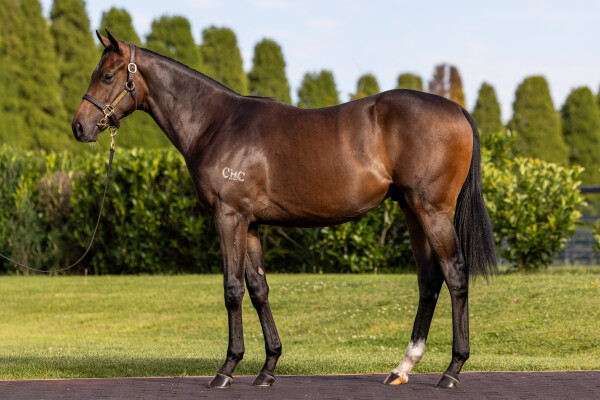 Lot 182: Zoustar / Galina
