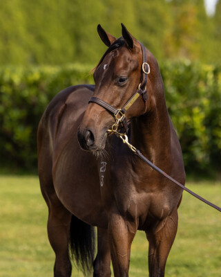 Lot 182: Zoustar / Galina