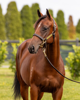 Lot 200: Russian Revolution / Heart of the Ocean (NZ)