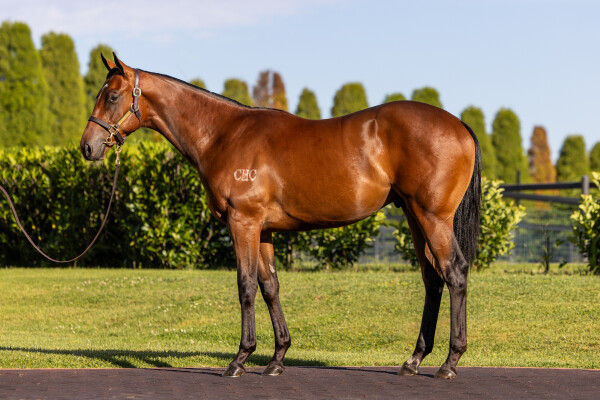 Lot 206: Wild Ruler / Holyhead