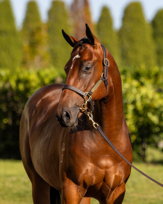 Lot 206: Wild Ruler / Holyhead