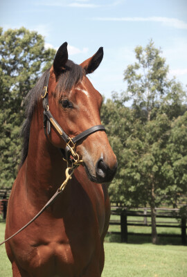 Lot 116: Hellbent / Crimson Rush