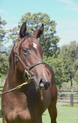 Lot 584: Stay Inside / Barguzin