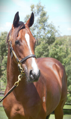 Lot 677: Hellbent / Layton Abbey
