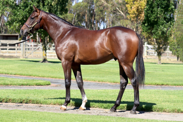 Lot 11: Hanseatic / Zoujea