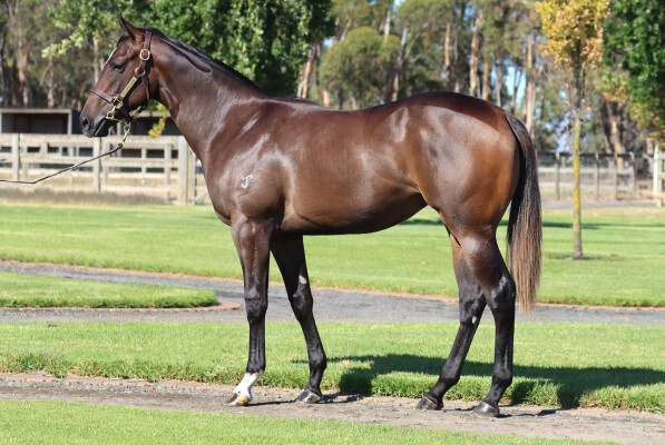 Lot 33: Hellbent / Andromache (NZ)