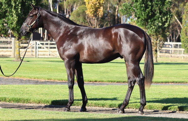 Lot 337: Hanseatic / More Radiant