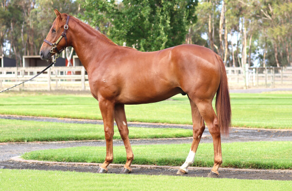 Lot 86: Extreme Warrior / Brooklyn Heat (NZ)