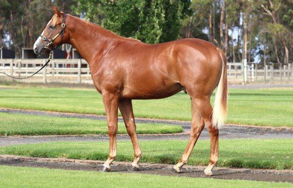 Lot 226: Hanseatic / Jaykay Roller