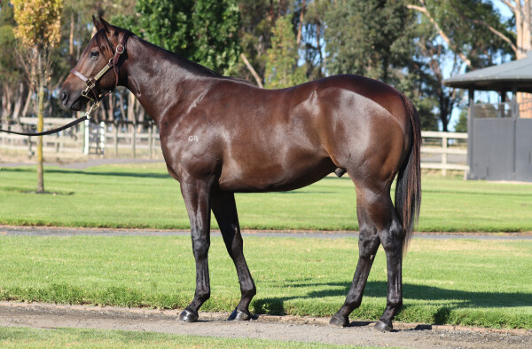 Lot 196: Pinatubo (IRE) / Harannda (IRE)