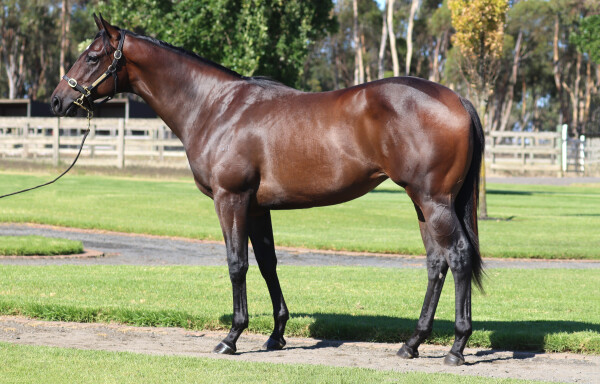 Lot 164: Shamus Award / Faayza (NZ)