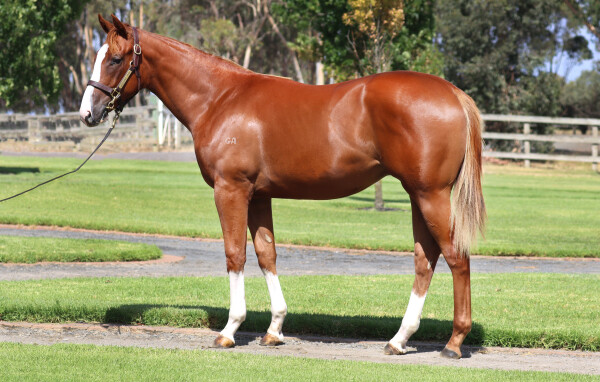 Lot 476: Extreme Warrior / Soft Landing