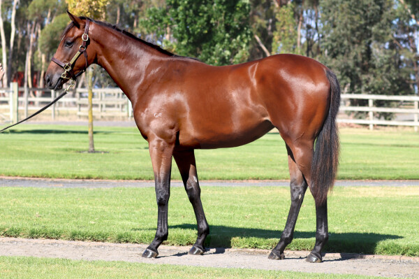 Lot 521: Pierro / Tears of Joy