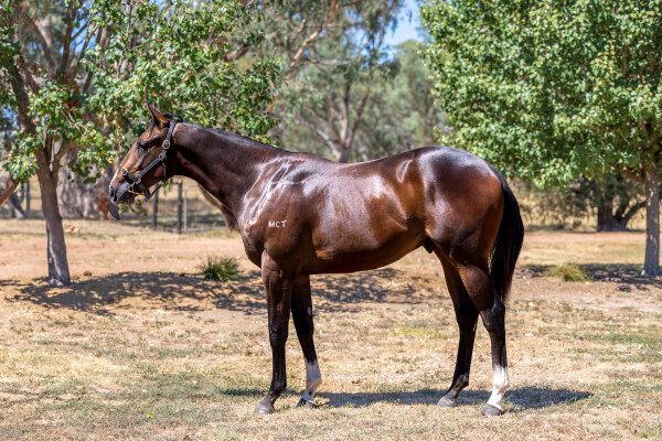 Lot 621: Brazen Beau / Dazzledar (GB)