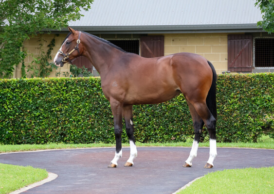 Lot 17: The Autumn Sun / Adviso (USA)