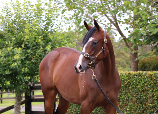 Lot 17: The Autumn Sun / Adviso (USA)
