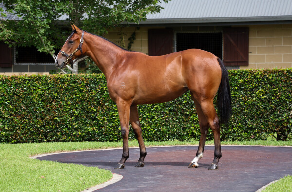 Lot 54: The Autumn Sun / Azila (FR)