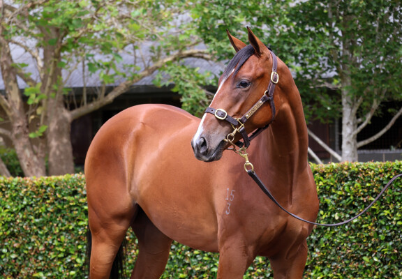 Lot 54: The Autumn Sun / Azila (FR)