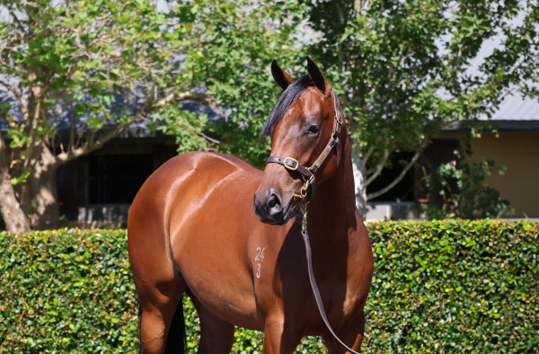 Lot 84: The Autumn Sun / Bright Path (JPN)