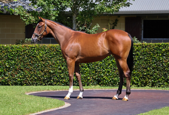 Lot 263: Maurice (JPN) / Lady Patricia