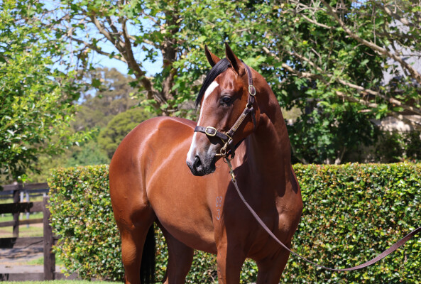 Lot 263: Maurice (JPN) / Lady Patricia
