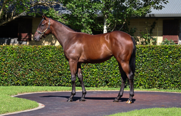 Lot 387: Snitzel / Presque Isle (JPN)