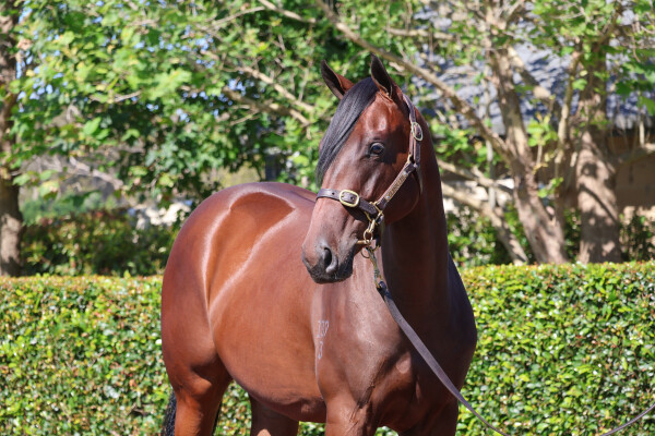 Lot 387: Snitzel / Presque Isle (JPN)