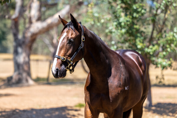 Lot 621: Brazen Beau / Dazzledar (GB)