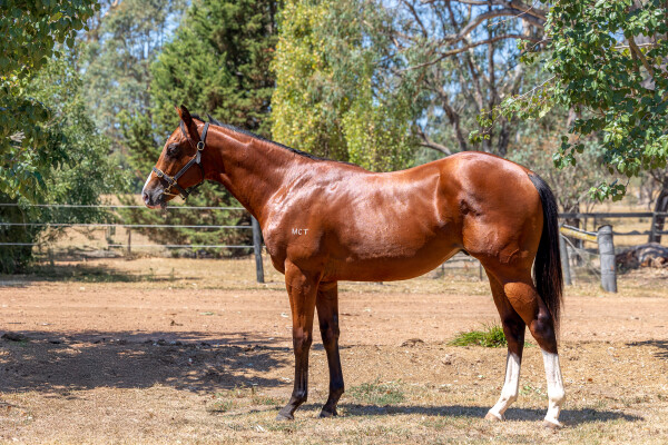 Lot 764: Grunt (NZ) / Starstripe