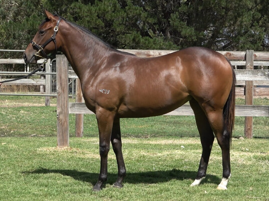 Lot 136: Harry Angel (IRE) / Despacito