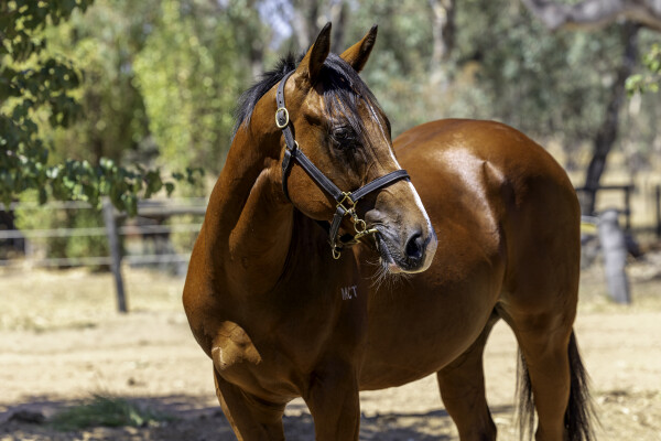 Lot 764: Grunt (NZ) / Starstripe