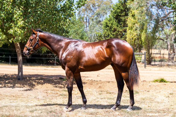 Lot 789: Magnus / Uproot