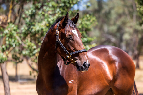 Lot 789: Magnus / Uproot