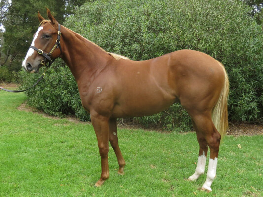 Lot 148: Earthlight (IRE) / Drakensberg