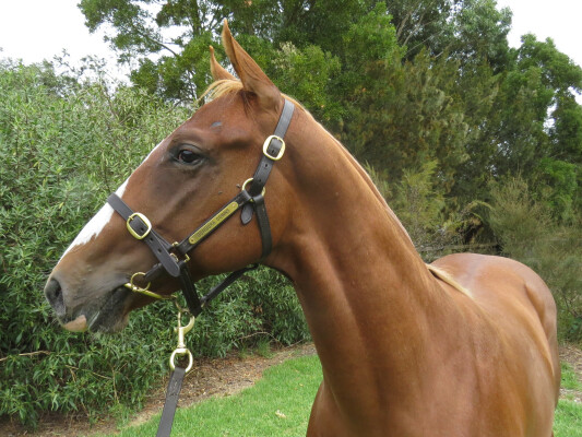 Lot 148: Earthlight (IRE) / Drakensberg