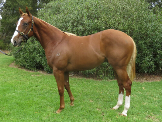 Lot 148: Earthlight (IRE) / Drakensberg
