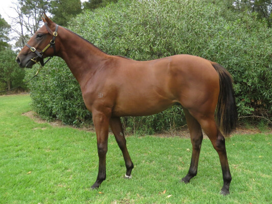 Lot 699: Kermadec (NZ) / Moussaieff